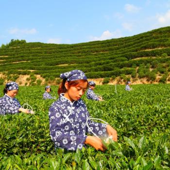 Hanzhong women picking tea leaves